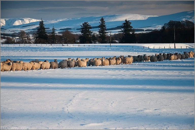 Sheep in snow.jpg